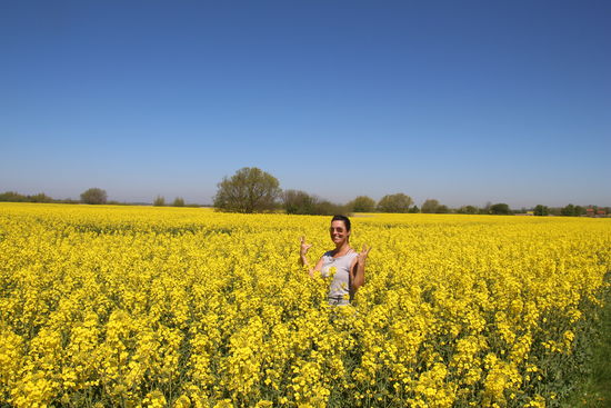 zu dieser Jahreszeit leuchtet Fehmarn blau-grün-gelb (Rapsfelder)