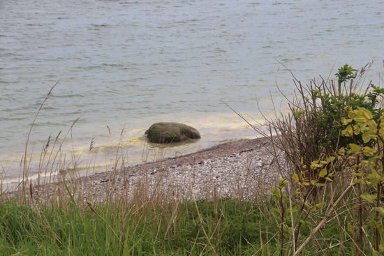 das Wasser am Ufer ist gelb vom Blütenstaub