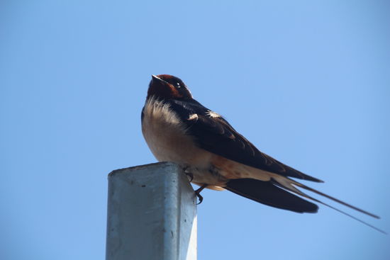 Pause am Campingplatz Klausendorf - Restaurant Meeresbrise - http://restaurant-meeresbrise-fehmarn.business.site/