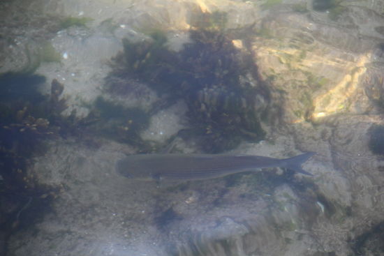 Trotz dem extrem niedrigen Wasserstand gibt es hier relativ große Fische.