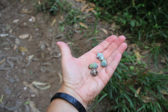 Die Früchte der Eukalyptusbäume wecken Kindheitserinnerungen an Korsika und eine Halskette, aus diesen, die meiner Mutter besaß