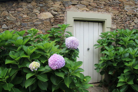 Die Hortensien wachsen hier in ganzen Hecken mit riesigen Blüten.