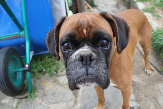 was für ein Blick - wer da nicht schmilzt, hat kein Herz