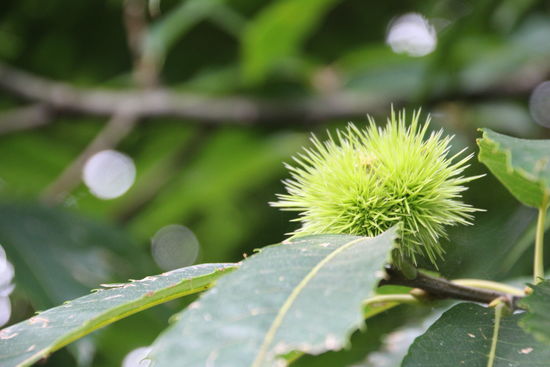 jetzt folgen die Fotos für die Liebhaber der Pflanzenwelt.
hier: Esskastanien