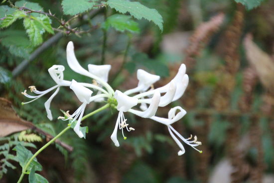 und jetzt weiß ich nicht mehr weiter, 
NN 1?
wer sich auskennt, darf mir gerne eine Nachricht schreiben und die fehlenden Namen der Pflanzen ergänzen