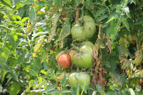 riesige Fleischtomaten