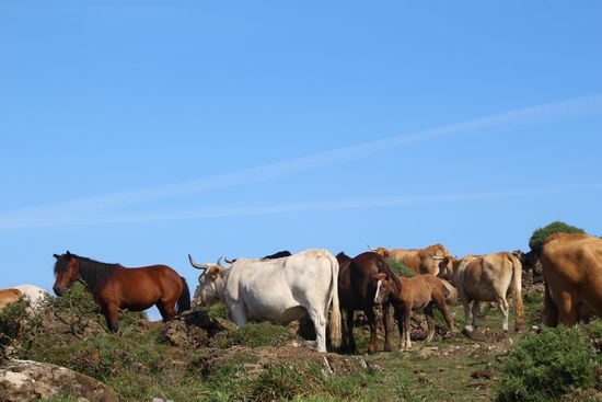 Wildpferde und Kühe scheint die stachelige Pflanzenwelt nicht zu stören.