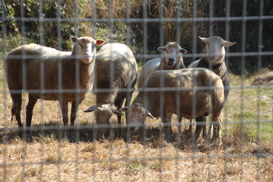 da will ich nur schnell ungestört Pippi machen und kaum gehe ich in die Hocke, rotten die Schafe sich zusammen schauen mich an und erstarren zu einem "Standbild" - das bringt mich dezent aus der Fassung 