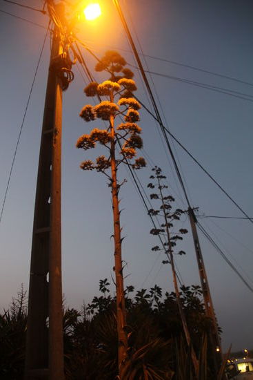 Blüte einer Agave am Straßenrand reicht bis zu den Stromleitungen.