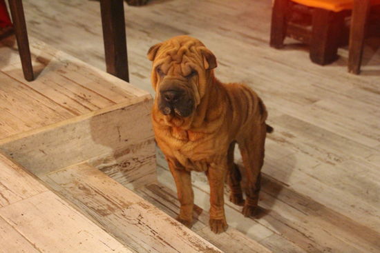 PABLO, der Kneipenhund...