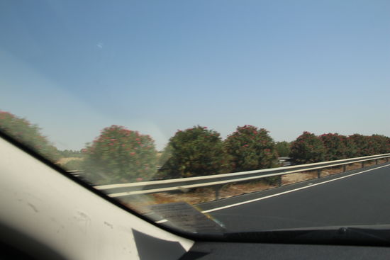 Wieder in Spanien - die A 92: zwischen den Leitplanken dicke Oleanderhecken