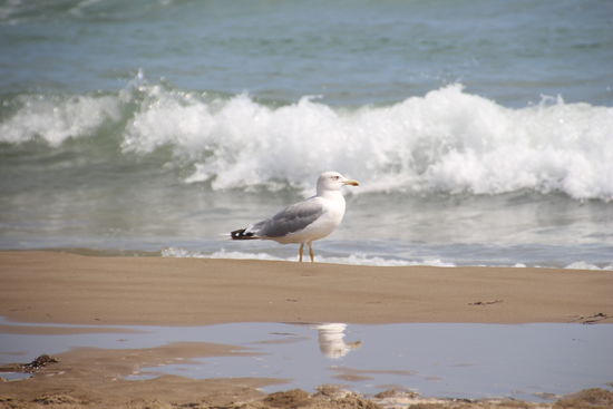 wie schön sich der Kopf der Möve in der Pfütze spiegelt