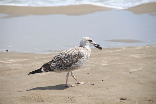 "Mahlzeit" oder "bon appetit"