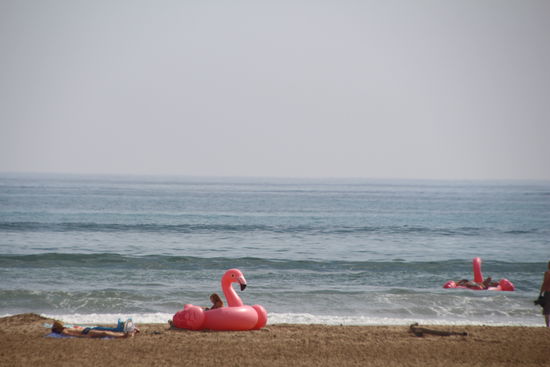 diese rosa Flamingos breiten sich aus ... 