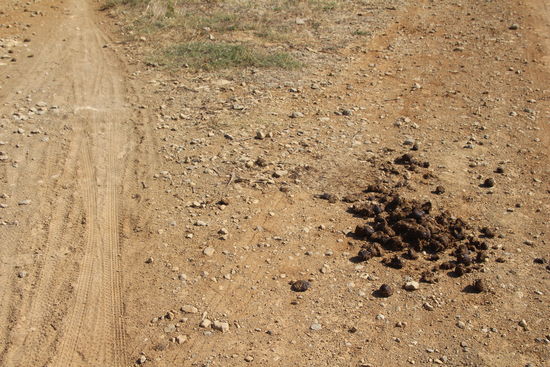 Die Spuren deuten auf Mountainbike und Pferde