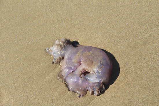 ach ja, da war doch was, warum ich nicht gerne ins Wasser gehe 