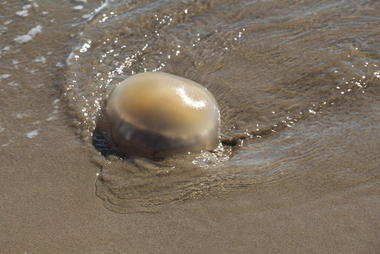 so ein Glibberteil von oben