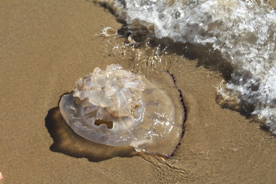 und so sieht das Ding von unten aus.