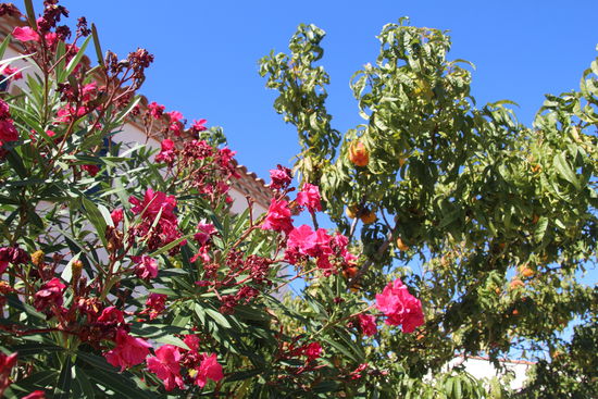 Oleander und daneben ein Pfirsichbaum voller Früchte - tolle Farbenpracht.