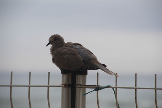 mit "LIVE-Deko" auf dem Zaun 