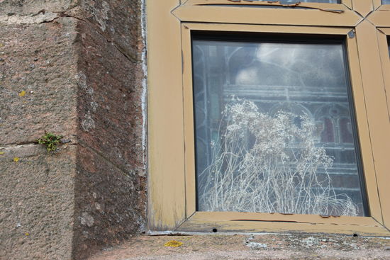 Pflanzen finden Wege an den seltsamsten Orten - hier zwischen Fensterrahmen und Scheiben...