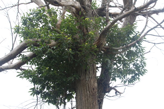 ein abgestorbener Baum mit neuem Leben