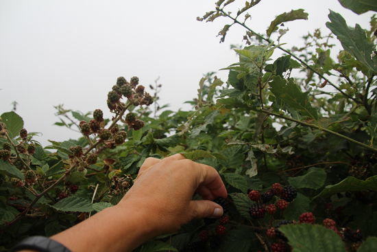 auch Brombeeren-pflücken ist eine willkommende Beschäftigung, um nach Luft beim Aufstieg zu schnappen
