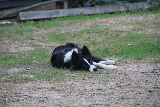 die Haus- und Hofhunde chillen mit