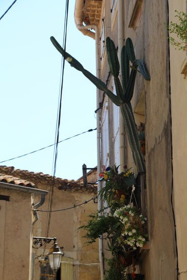 wo will dieser Kaktus denn noch hinwachsen 