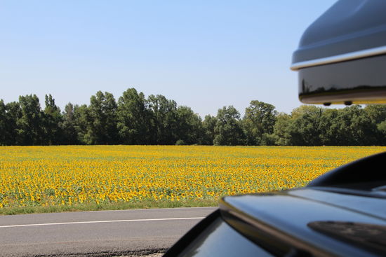 am Wegesrand scheint die Sonne 