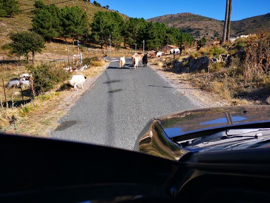 Heute kreuzen Ziegen und später auch Kühe die Straßen.