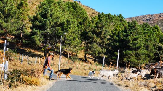 die Ziegenherde wird von einem Mann und vier Hunden begleitet