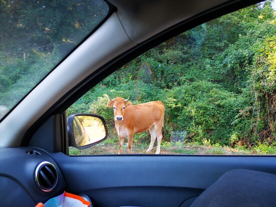 bei Kühen am Straßenrand oder auf der Straße ist weit und breit kein Mensch zu sehen.