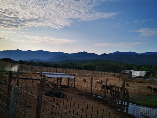 die Tiere der "ferme"