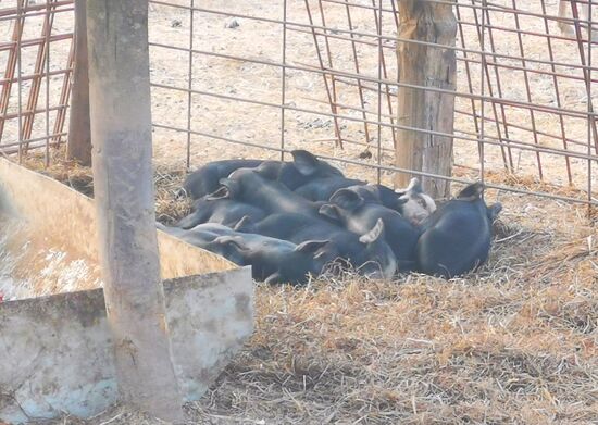 was für eine niedliche Schweinerei 