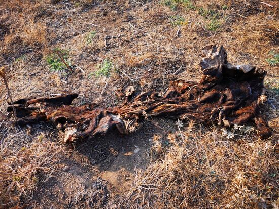 ob das wohl Überreste eines Wildschweins sind?