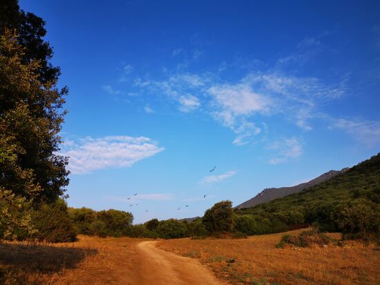 es wirkt fast wie in Afrika, weil alles so braun ist und die Aas(nicht-Geier)Krähen kreisen schon 