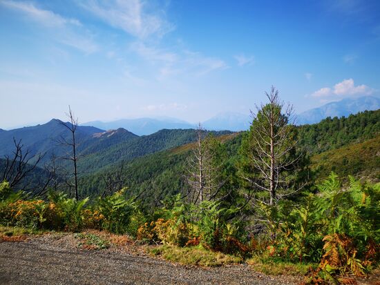 viele Hängen lassen erahnen, dass sie mal Opfer von Bränden waren