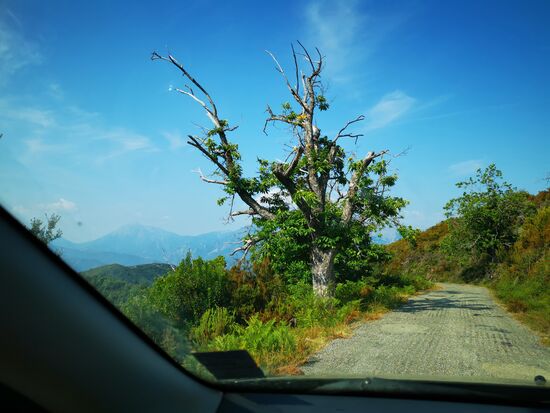 sehr schnell wachsen jedoch neue Pflanzen an den verbrannten Stämmen empor