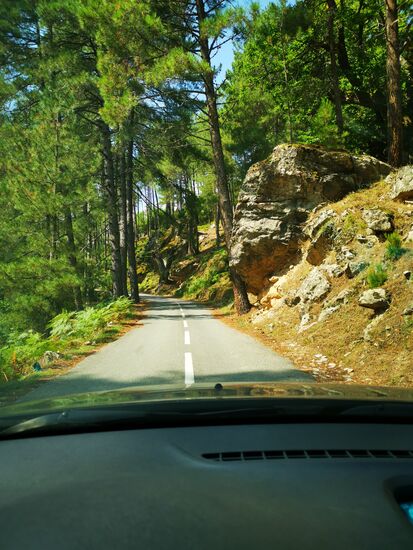 wer hält da wen? der Stein den Baum oder der Baum den Stein?