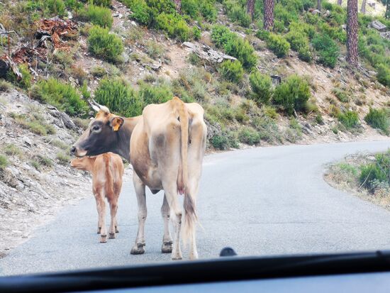 vorbei ist zu eng...hupen interessiert wenig, ich muss warten bis Mutti mit Kind in der Laune ist, auf die Seite zu weichen