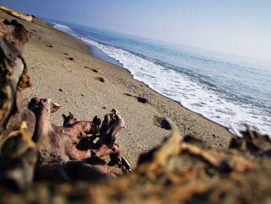 für mich sorgen die Stämme und Äste für wunderschöne Fotomotive