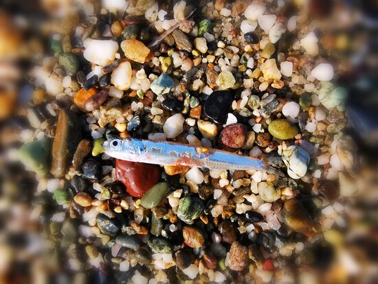 mit der Flut spült es immer wieder diese kleinen Fischlein an den Strand und das überleben sie leider nicht