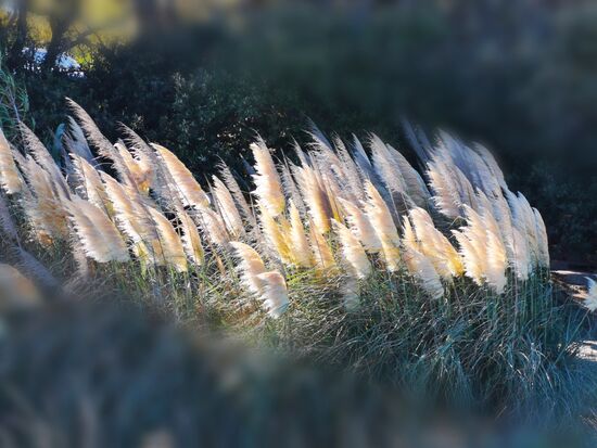 diese Gräser im Gegenlicht - zauberhaft