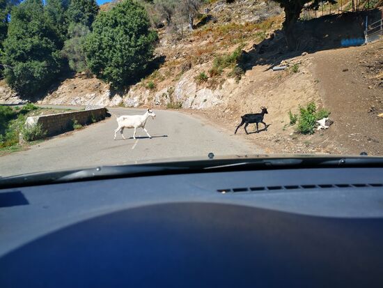 Ziegen hatte ich glaube ich noch nicht in meiner fotografischen Tier-Doku 