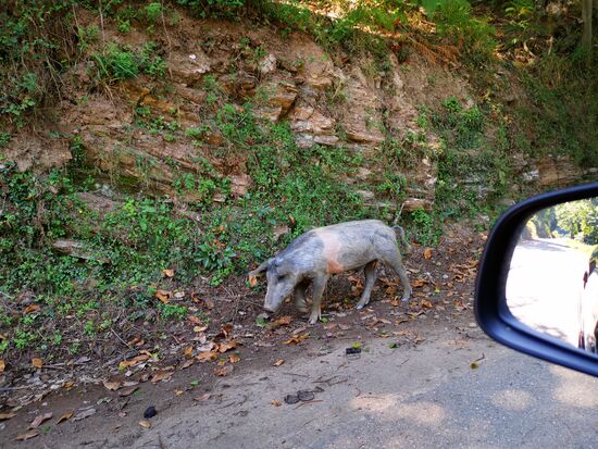 und endlich - am letzten Tag - ein paar Schweine - jetzt ist die Straßen-Tiersammlung wirklich komplett. 