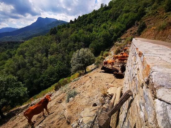 hier muss es sich um eine besondere Kuhrasse halten - eine Mischung mit Gemse oder so  Noch nie habe ich so eine steile staubige "Kuhweide" gesehen 