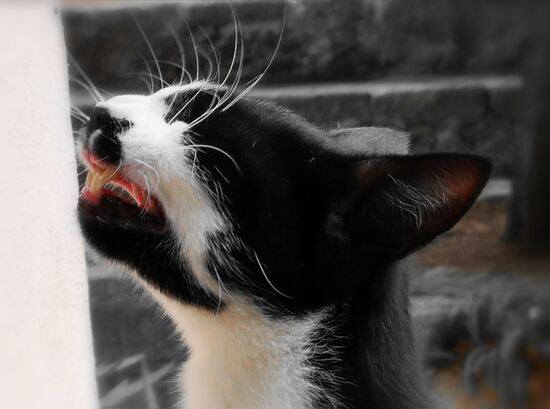 puuh Katzen sehen nicht immer kuschelig aus 