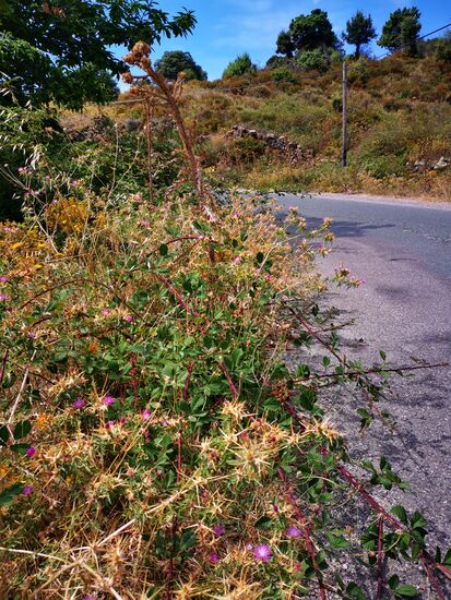Brombeersträucher und Disteln, die in die engen Straßen wachsen, erschweren die Fahrt  - von wegen rechts halten ..autsch, der Lack