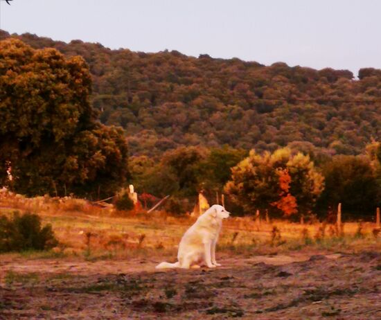 Und er passt auf, dass nichts passiert ... wo schläft er eigentlich nachts?? Wenn der Fuchs kommt...
